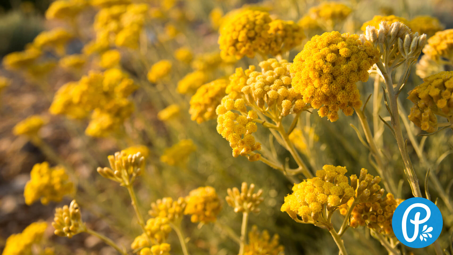 Slaměnka Helichrysum Panakeia